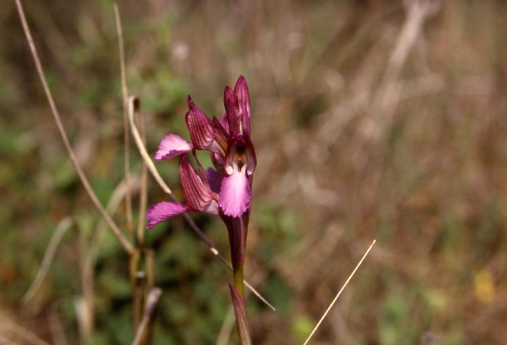 Anacamptis papilionacea